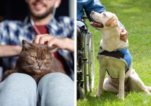 Mascotas de compañía, de asistencia o de terapia, para personas con movilidad reducida o discapacidad