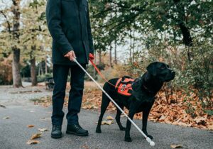 ¿Sabías que los perros guías…?